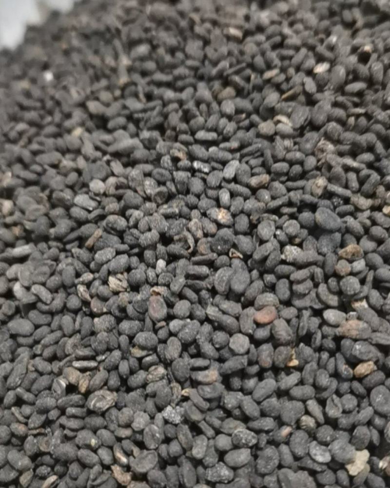 泽润中药批发供应补骨脂过风无杂质