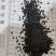 泽润中药批发供应补骨脂过风无杂质
