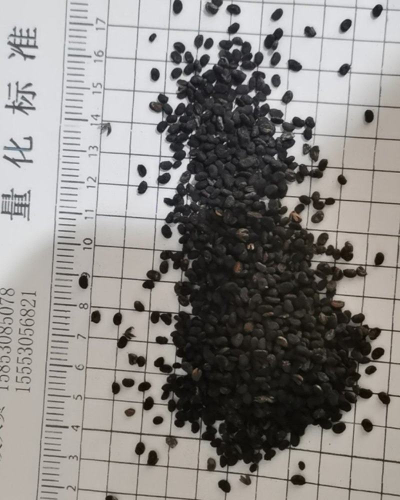 泽润中药批发供应补骨脂过风无杂质