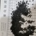泽润中药批发供应补骨脂过风无杂质