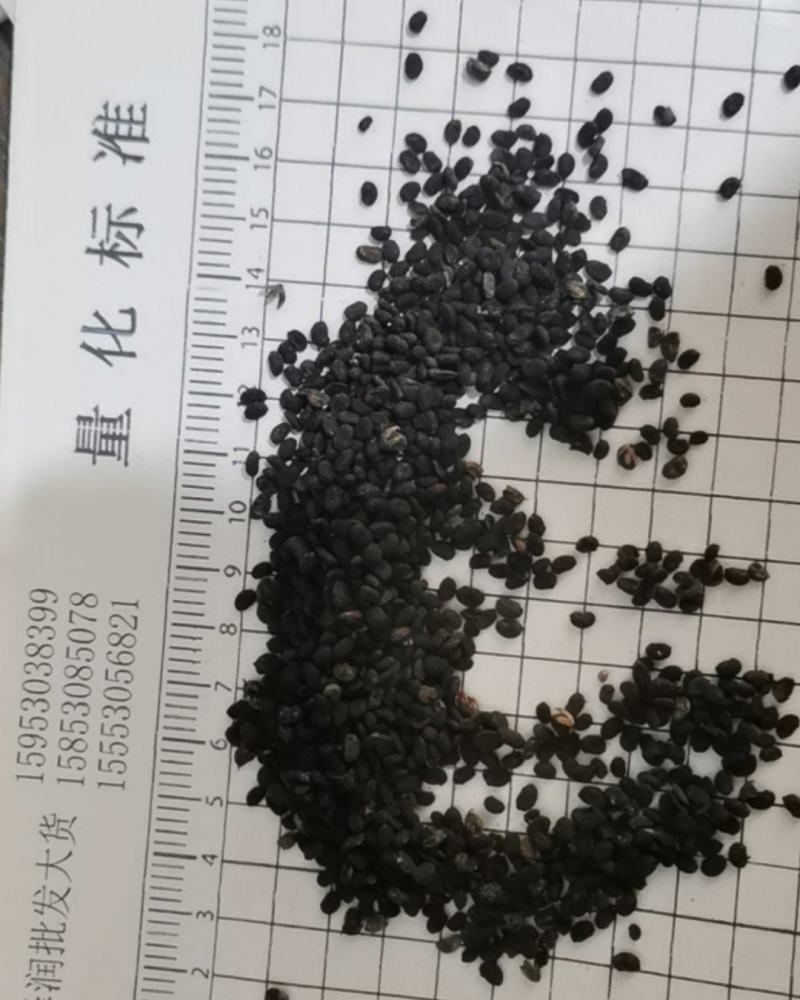 泽润中药批发供应补骨脂过风无杂质