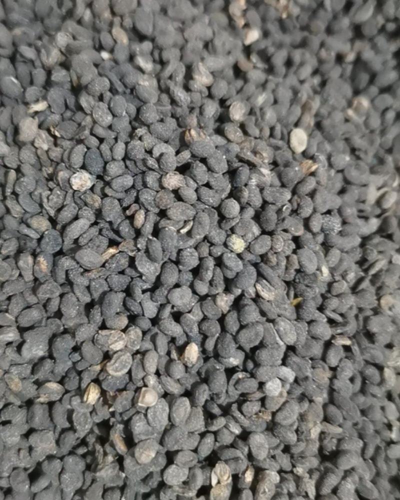 泽润中药批发供应补骨脂过风无杂质