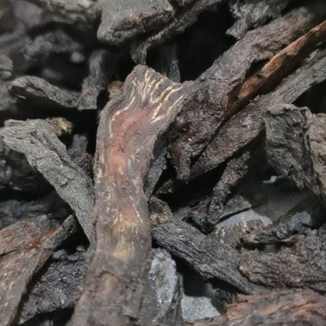 泽润中药批发供应肉苁蓉新疆野生可直接泡水