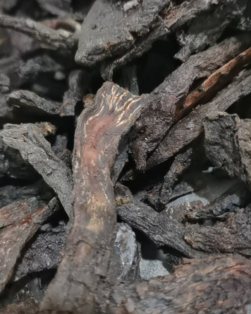 泽润中药批发供应肉苁蓉新疆野生可直接泡水
