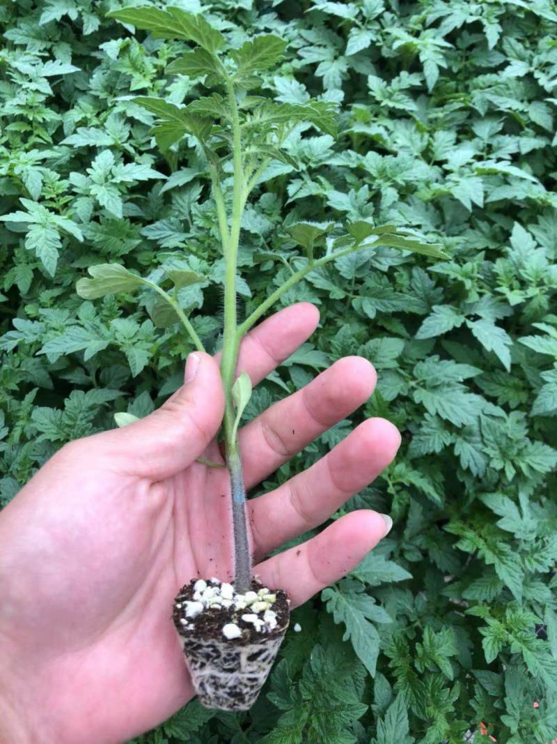 潍坊寿光硬粉西红柿苗，草莓西红柿苗，樱桃西红柿苗