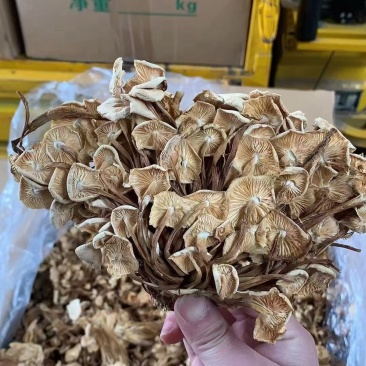 茶树菇金针菇优质干货茶树菇一手货源批发全国发货