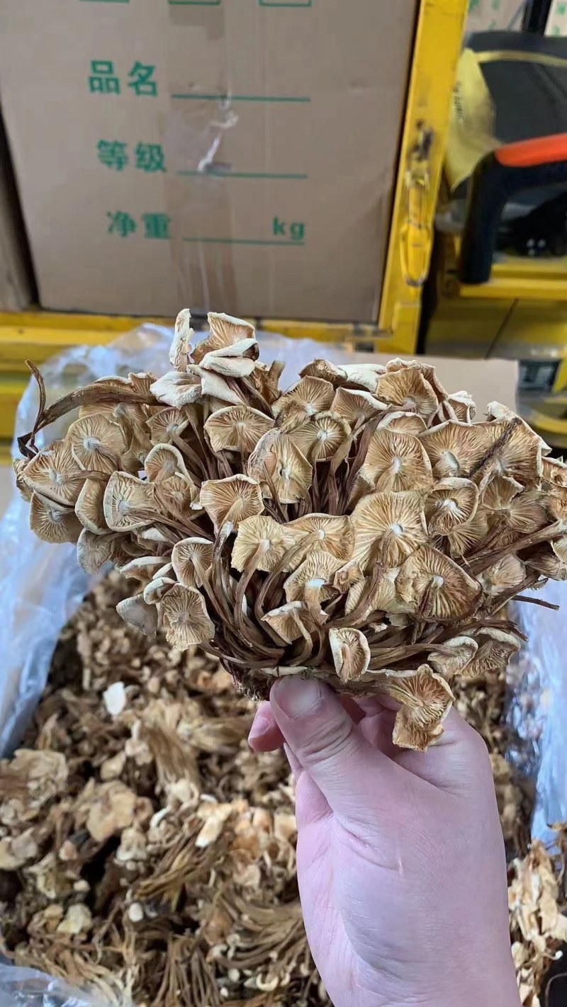 茶树菇金针菇优质干货茶树菇一手货源批发全国发货