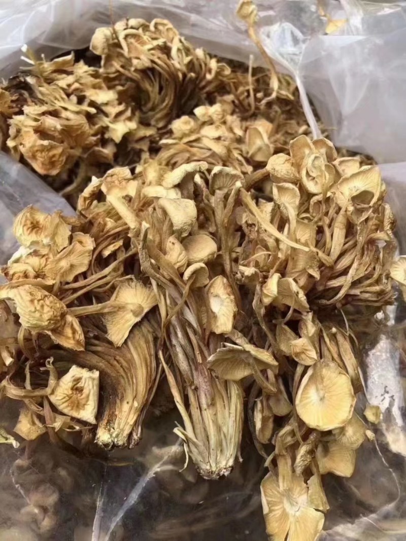 茶树菇金针菇优质干货茶树菇一手货源批发全国发货