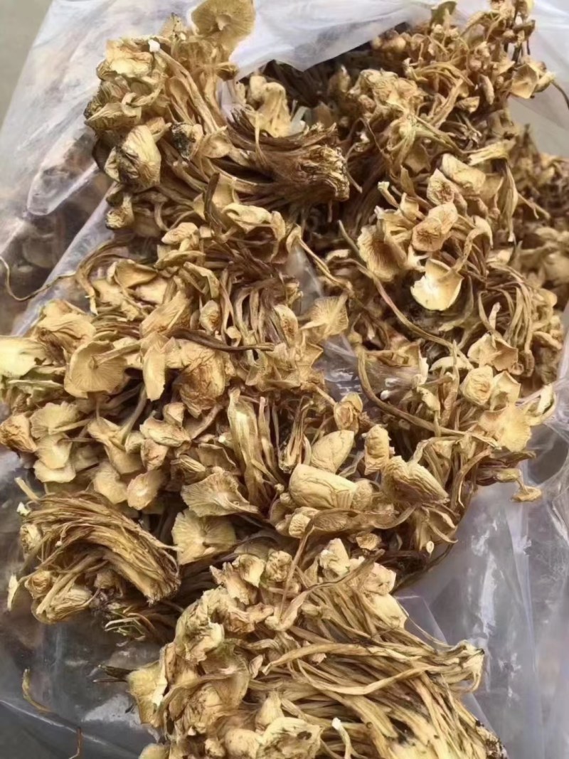 茶树菇金针菇优质干货茶树菇一手货源批发全国发货