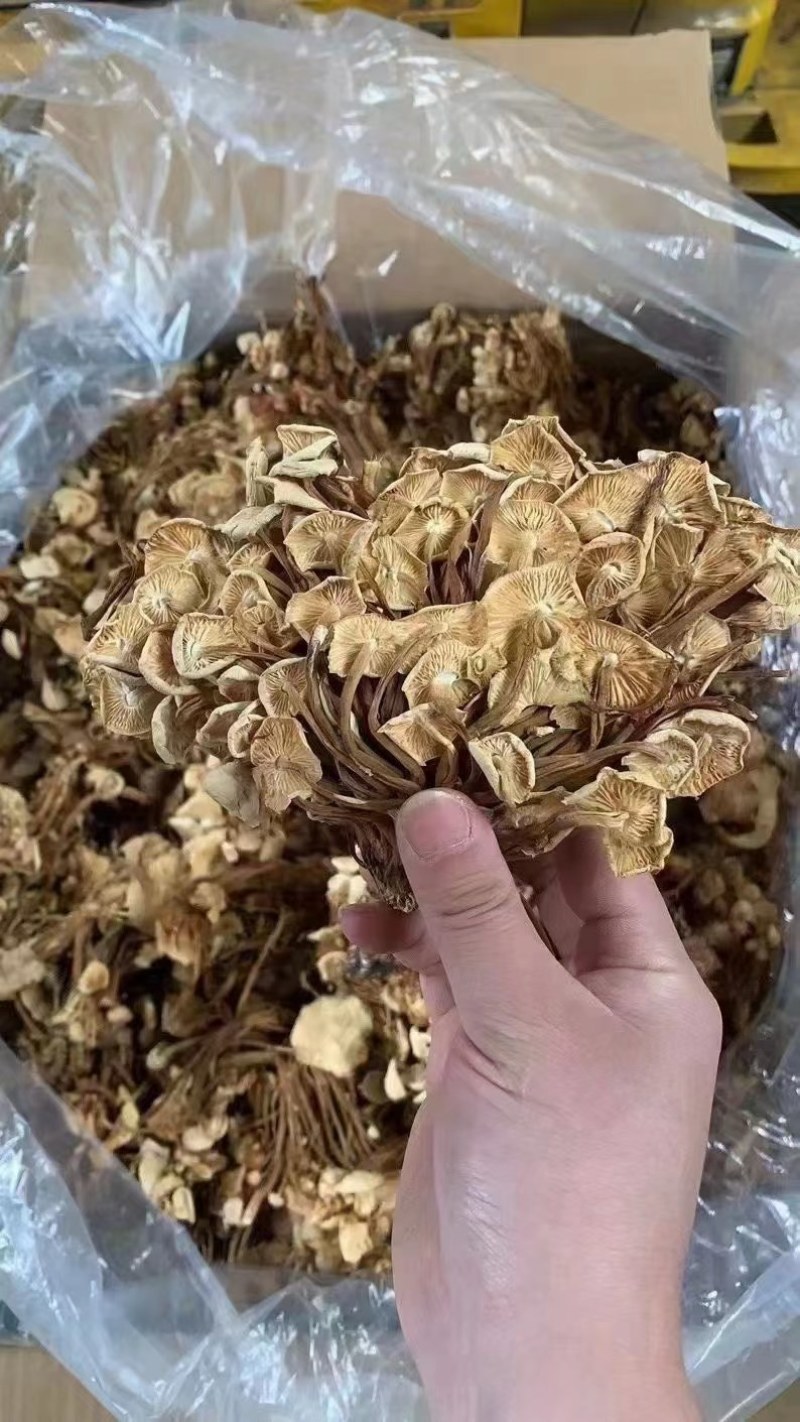 茶树菇金针菇优质干货茶树菇一手货源批发全国发货