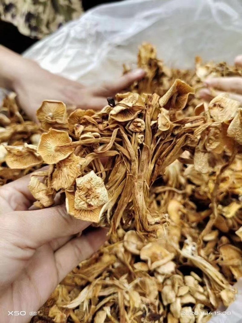 茶树菇金针菇优质干货茶树菇一手货源批发全国发货