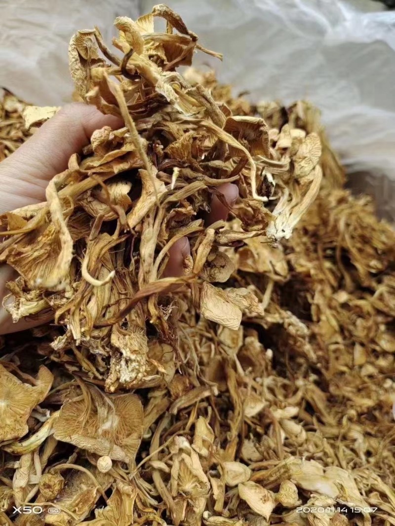 茶树菇金针菇优质干货茶树菇一手货源批发全国发货