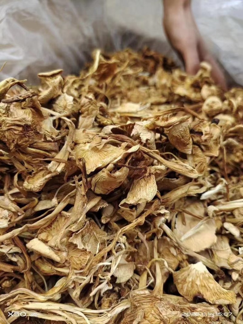 茶树菇金针菇优质干货茶树菇一手货源批发全国发货