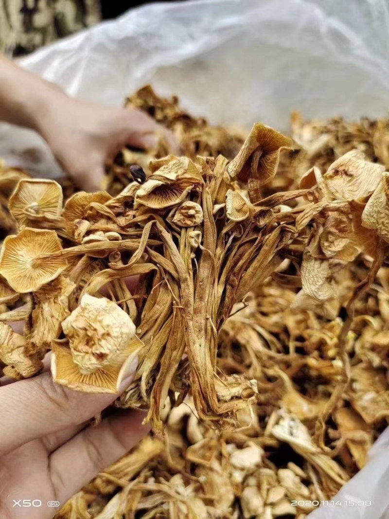 茶树菇金针菇优质干货茶树菇一手货源批发全国发货