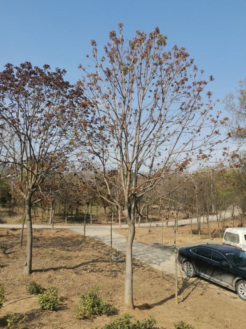 红叶碧桃，也叫紫叶碧桃，园林景观优选，苗圃一手货源