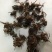 黑蜘蛛中药材大蜘蛛药用蜘蛛包邮