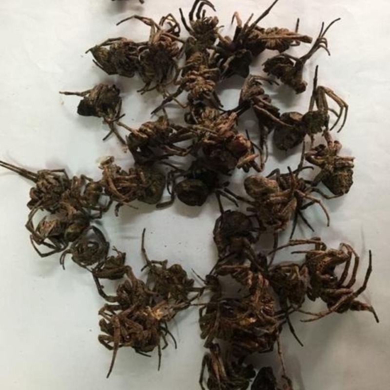 黑蜘蛛中药材大蜘蛛药用蜘蛛包邮