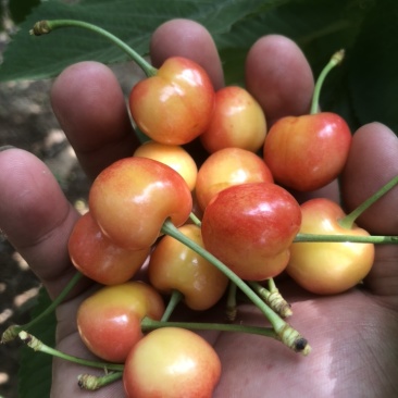 泰安大樱桃黄蜜大量下货
