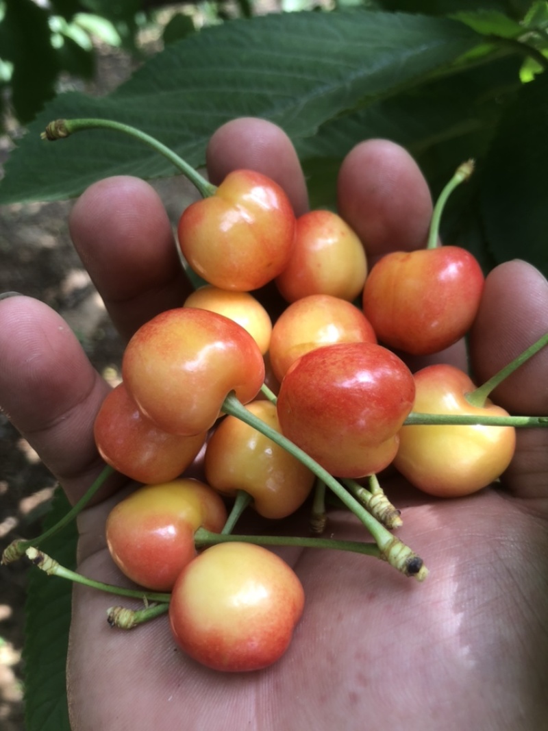 泰安大樱桃黄蜜大量下货
