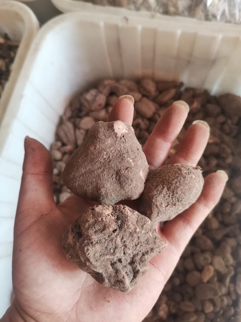 大西南三叶青金线吊葫芦统个切片量大从优
