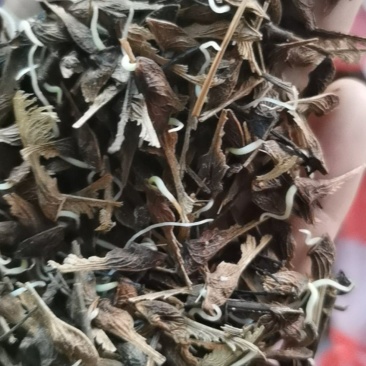 茶条槭种子