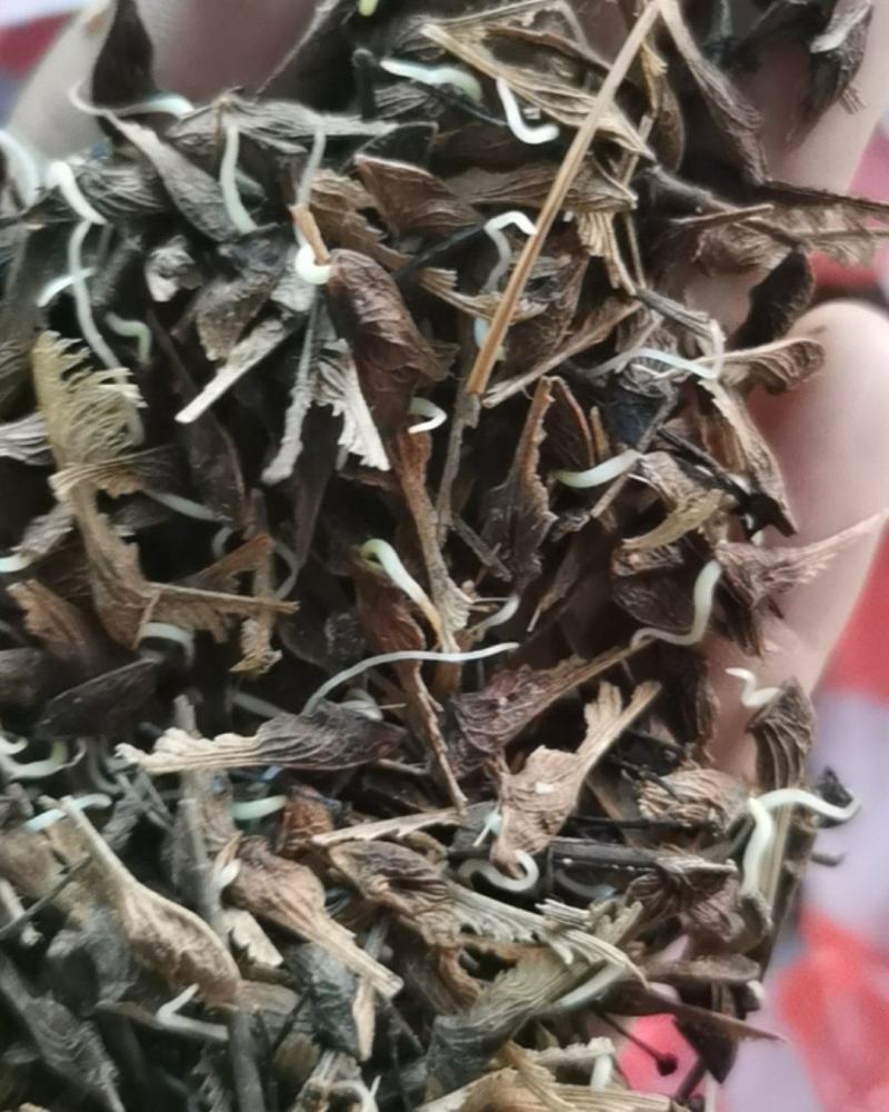 茶条槭种子
