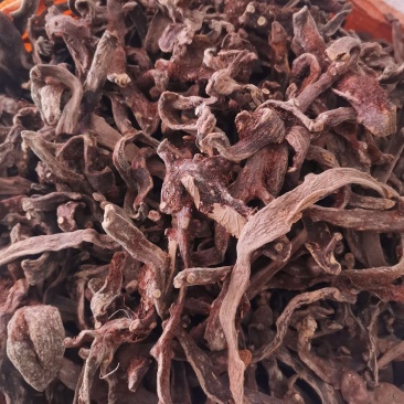 优质湖南贵州骨碎补去毛烘干量大从优规格齐全