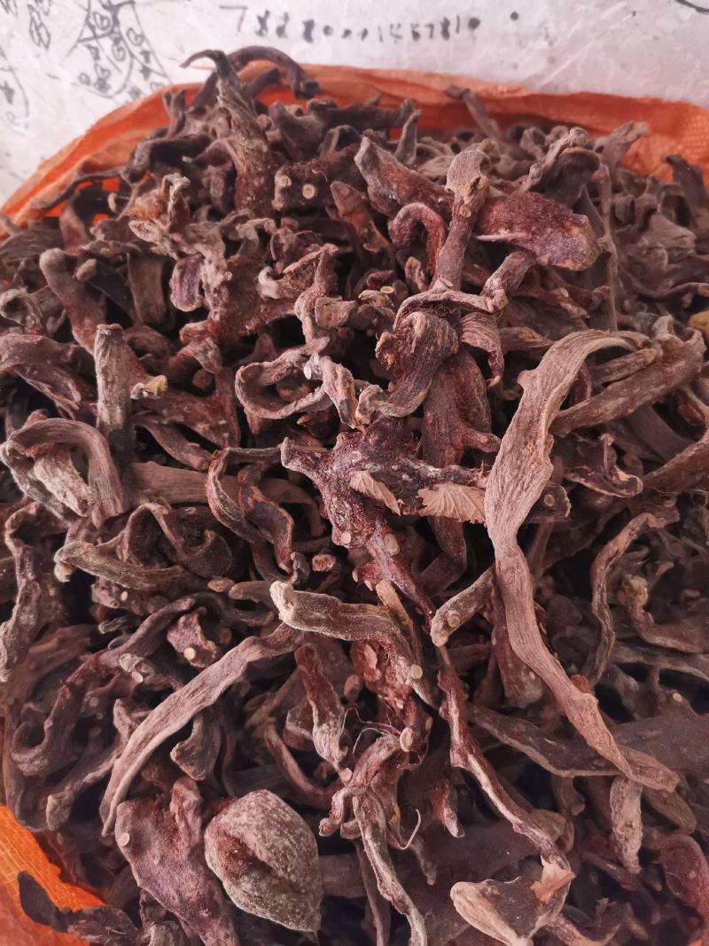 优质湖南贵州骨碎补去毛烘干量大从优规格齐全