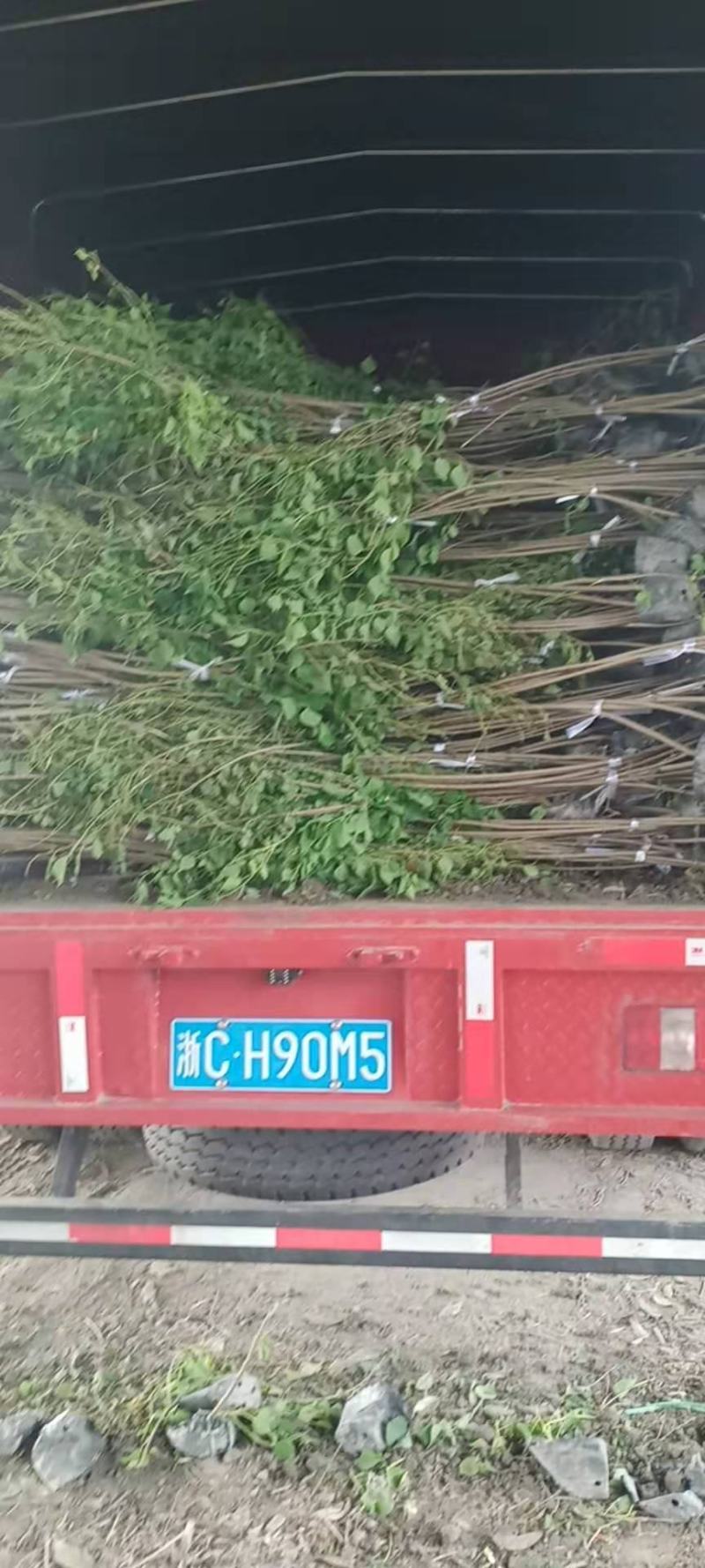 湖北广水景盛苗木乌桕杯苗
