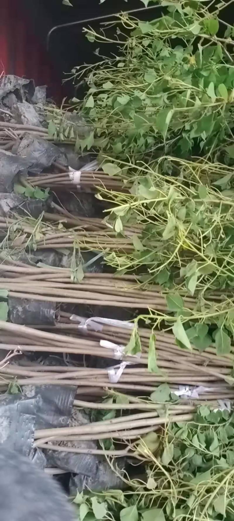 湖北广水景盛苗木乌桕杯苗