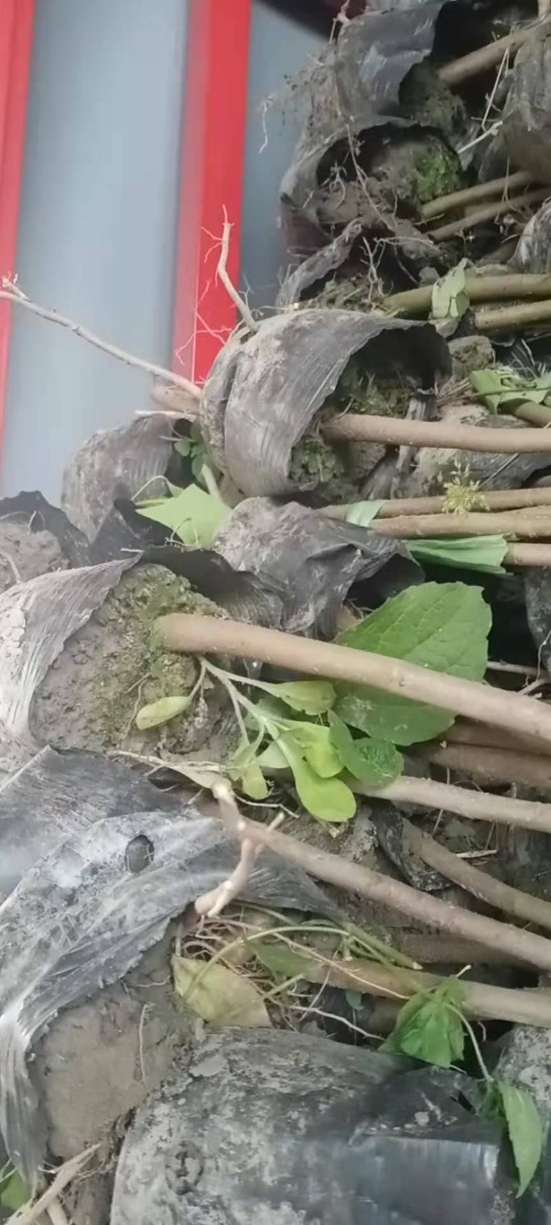湖北广水景盛苗木乌桕杯苗