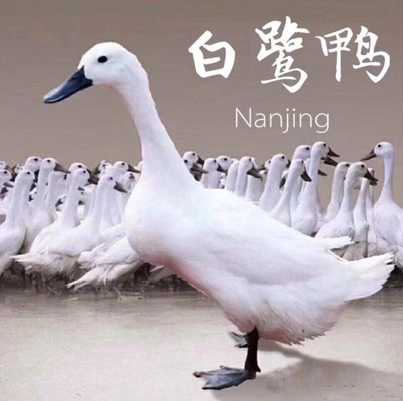 正宗连城白鹭鸭是全国唯一真正认证有药食生态硒的鸭子