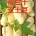 土豆