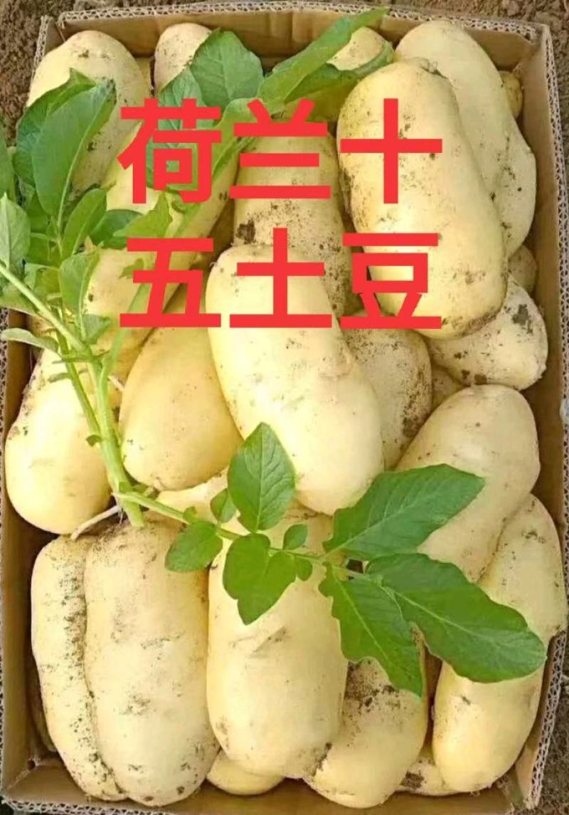 土豆
