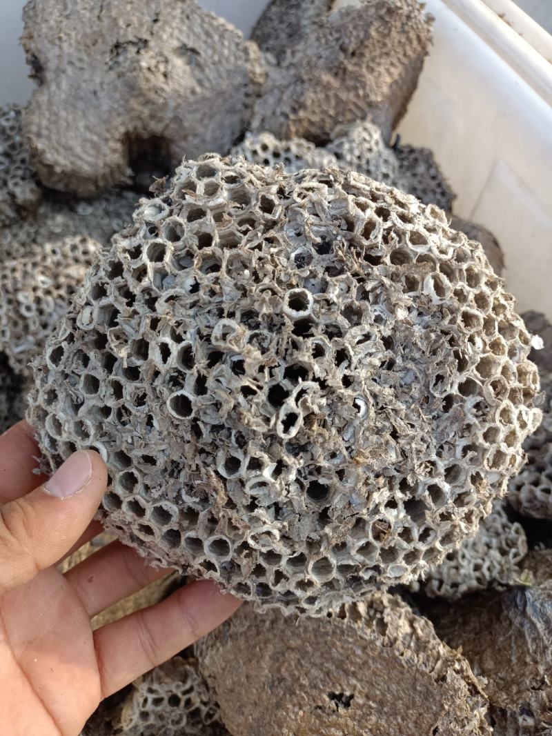 正宗家蜂房蜂窝中药材蜂房马蜂窝500克包邮