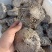 正宗家蜂房蜂窝中药材蜂房马蜂窝500克包邮