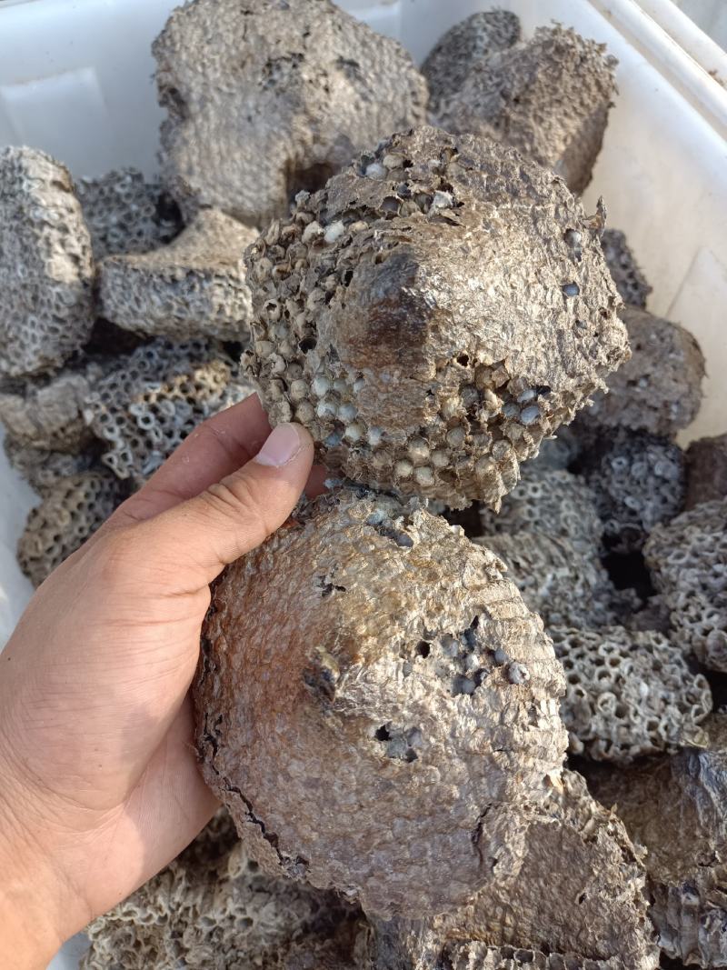 正宗家蜂房蜂窝中药材蜂房马蜂窝500克包邮
