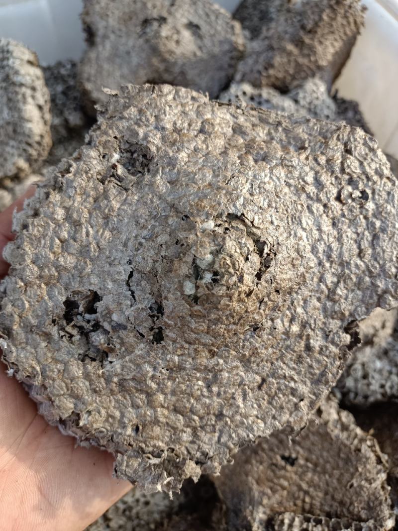 正宗家蜂房蜂窝中药材蜂房马蜂窝500克包邮