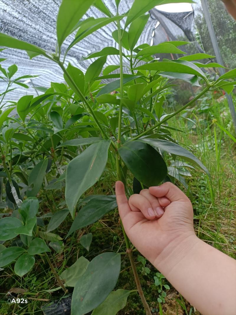 供应各种大红八角嫁接苗，罗马种木王种黑叶种