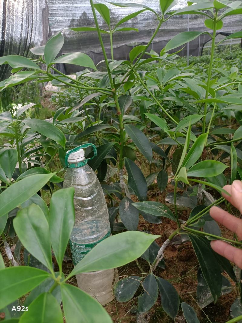 供应各种大红八角嫁接苗，罗马种木王种黑叶种