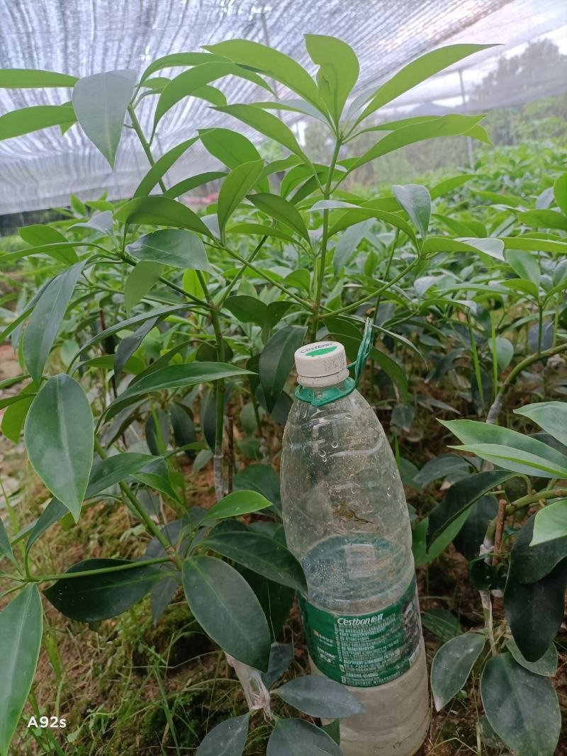 供应各种大红八角嫁接苗，罗马种木王种黑叶种
