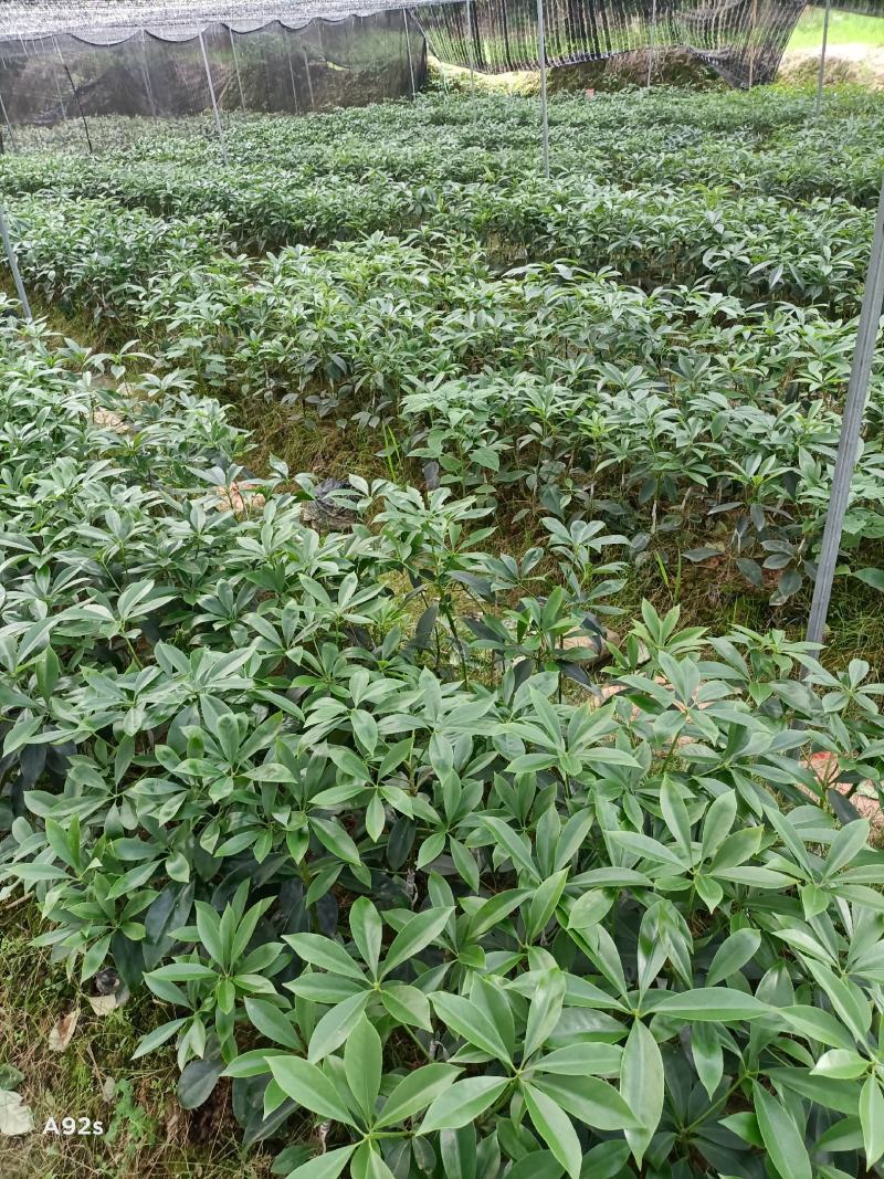 供应各种大红八角嫁接苗，罗马种木王种黑叶种
