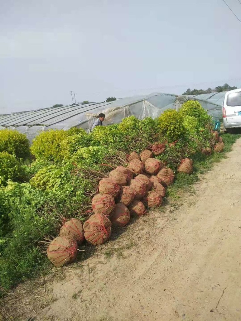 金叶女贞球，女贞球，精球，基地直供，现货供应，量大优惠