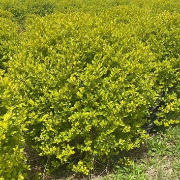 金叶女贞球,女贞球,精球,基地直供,现货供应,量大优惠