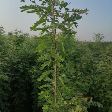 皂角，皂角苗，大刺皂角树苗，农户直销皂角苗