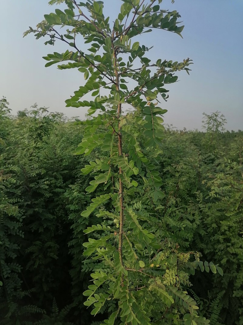 皂角，皂角苗，大刺皂角树苗，农户直销皂角苗