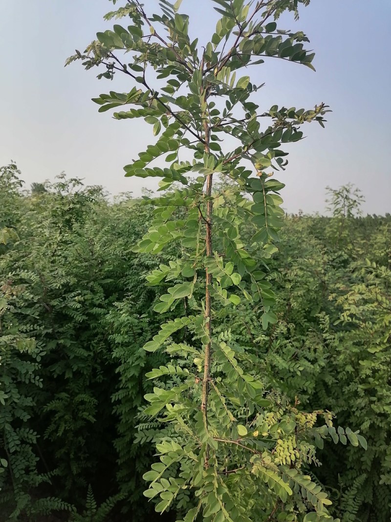 皂角，皂角苗，大刺皂角树苗，农户直销皂角苗