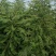皂角，皂角苗，大刺皂角树苗，农户直销皂角苗