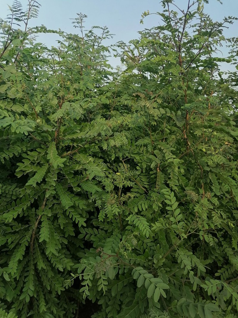 皂角，皂角苗，大刺皂角树苗，农户直销皂角苗