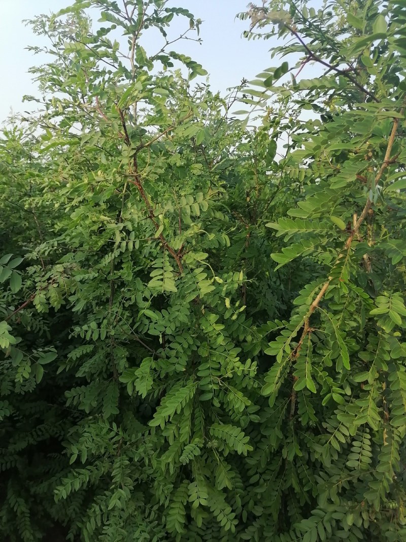 皂角，皂角苗，大刺皂角树苗，农户直销皂角苗